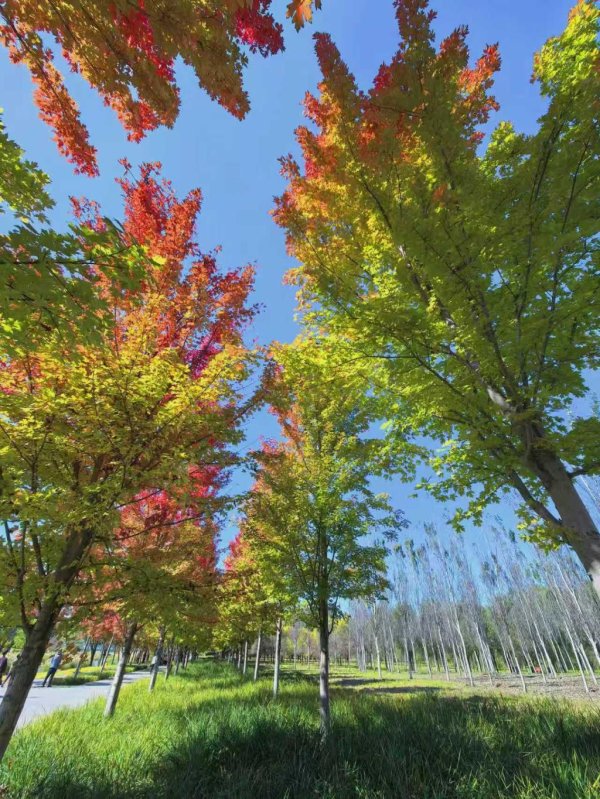 天天盈 或金黄，或火红，看看北京各处迷人的秋色